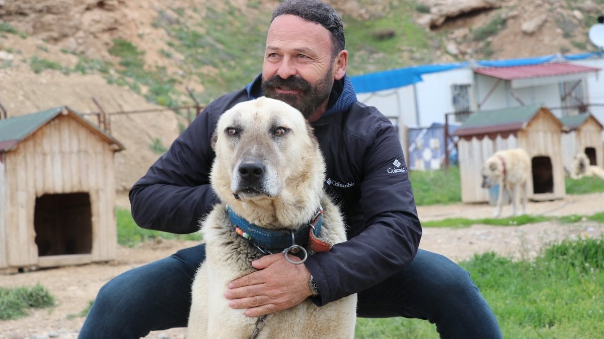 Sivas'ta kangal köpekler depresyonda