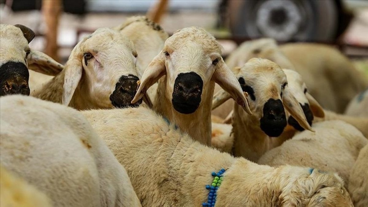 Zilhicce hilali görüldü: Kurban Bayramı 27 Mayıs'ta idrak edilecek