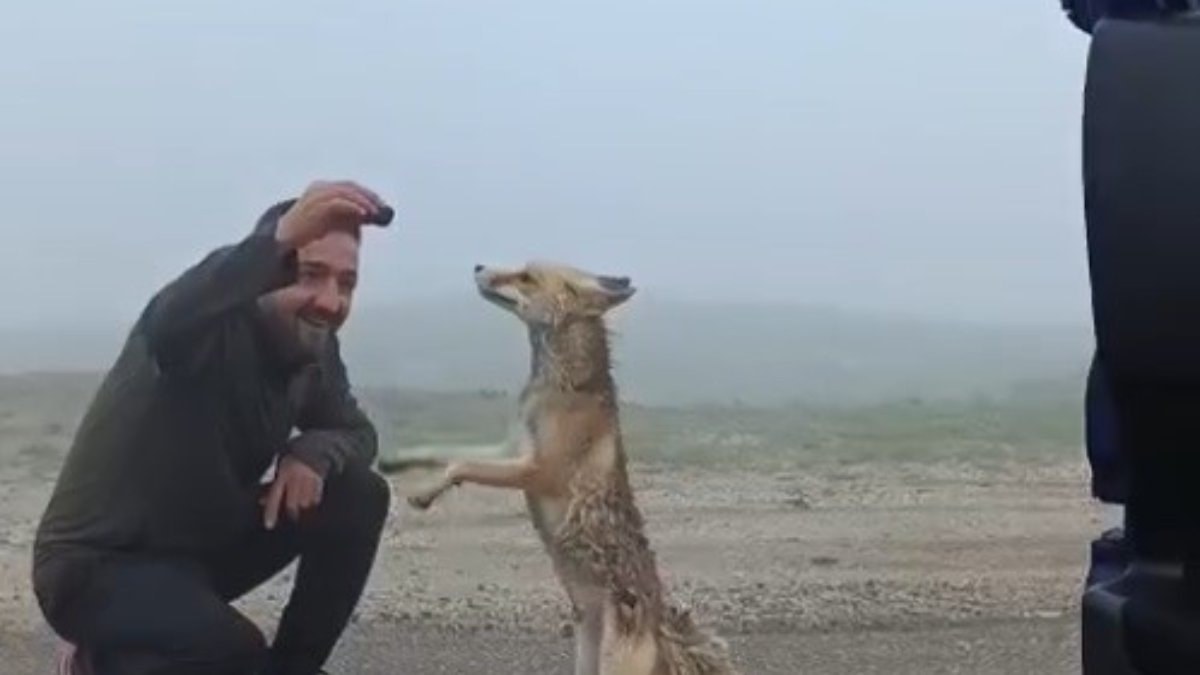 Bayburtlu aile yayla yolunda tilkiyi kekle besledi