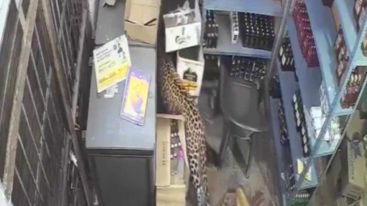 Hindistan’da leopar dükkana girdi: 2 yaralı