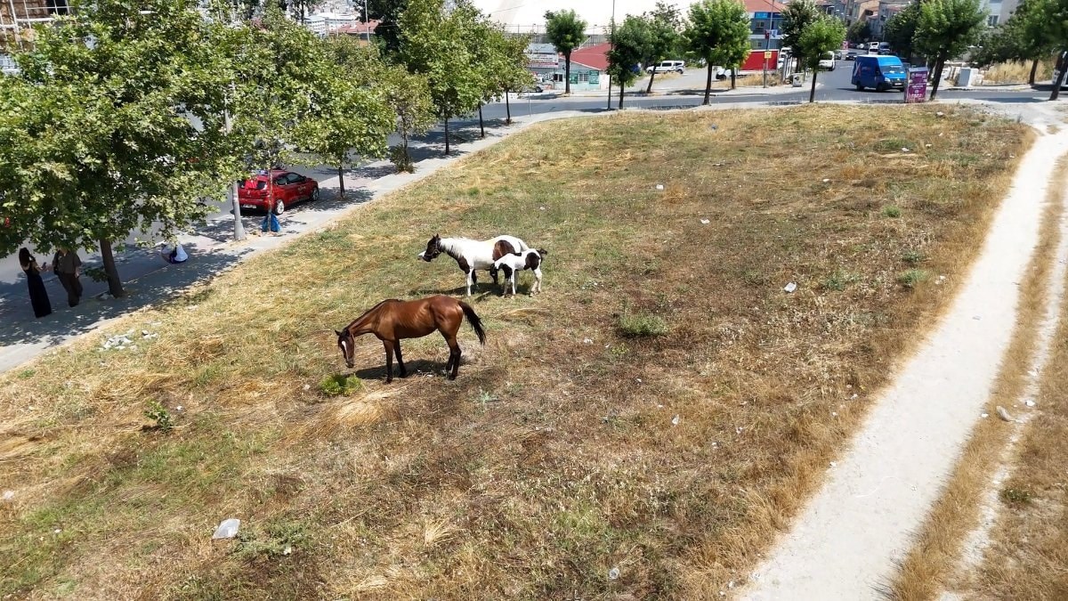 İstanbul'da başıboş at paniği