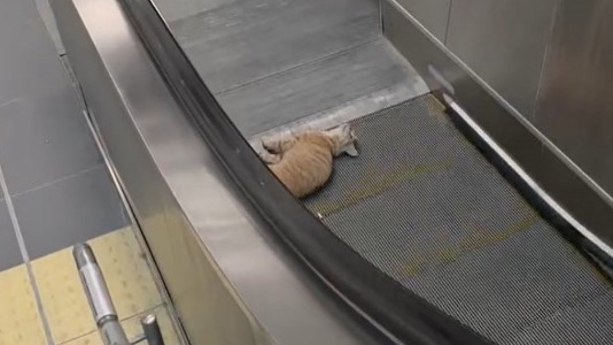 İstanbul'da metro istasyonunda kedi yürüyen merdivene sıkıştı