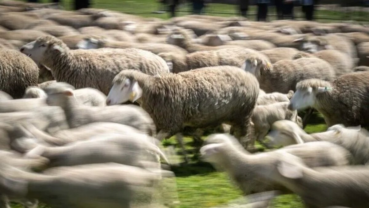 TİGEM 1.430 reforme merinos koyunu satışa çıkarıyor