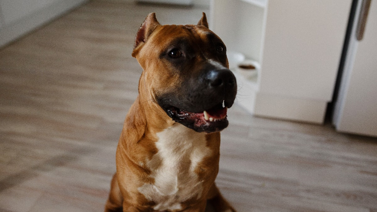 Almanya'da köpek sahibi olmanın bedeli ağır: 429 milyon euro vergi toplandı
